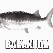 Barakuda Koflon GIF
