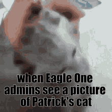 when eagle one admins see a picture of patricks cat