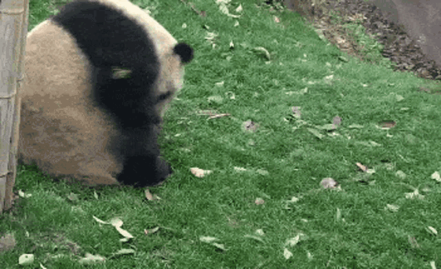 Panda Rolling GIF - Panda Rolling Cute GIFs