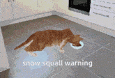 a pixelated image of a cat in a kitchen with the words snow squall warning below it
