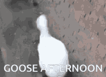 Goose Afternoon GIF - Goose Afternoon Good Afternoon GIFs