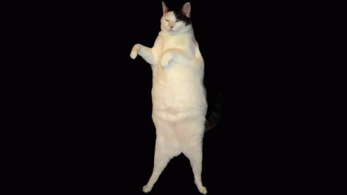 moving dancing cat