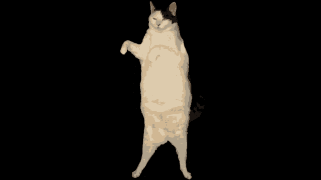 sad cat dance meme song｜TikTok Search