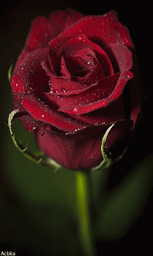 Rose Moist GIF - Rose Moist Red GIFs