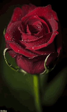 Rose Moist GIF - Rose Moist Red GIFs
