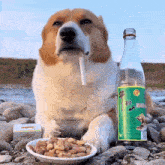 a dog is smoking a cigarette next to a bottle of alcohol and a plate of peanuts