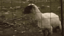 Sheep Nervous GIF - Sheep Nervous Anxiety GIFs