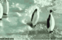a group of penguins are walking across a snowy surface .