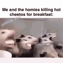 me and the homies hot cheetos possum killing hot cheetos for breakfast