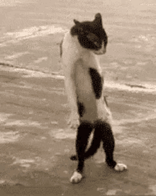 cat dancing dance move cute