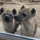 Hyena Affection GIF