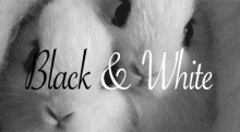 Black And White GIF