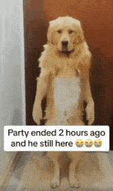 Party Ended 2 Hours Ago And He Still Here Smooth GIF - Party Ended 2 Hours Ago And He Still Here Smooth Dog Dance GIFs