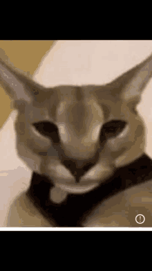 a close up of a cat wearing a harness .