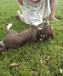 a dog laying on its back in the grass