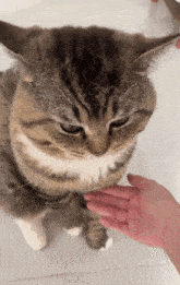 a cat being petted by a person 's hand on a tiled floor
