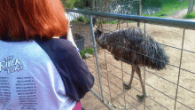 This Emu Is Sizing Me Up GIF - This Emu Is Sizing Me Up GIFs