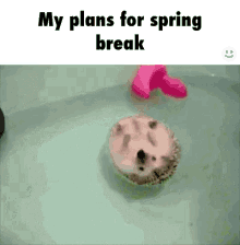 spring break my plans for spring break hedgehog