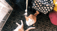 Orange Cat Cat GIF - Orange Cat Cat Kitten GIFs
