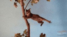 Windy Cat GIF - Windy Cat Wind GIFs