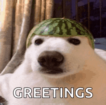 a polar bear wearing a watermelon hat with greetings written below it