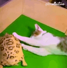 Touch The Turtle The Pet Collective GIF