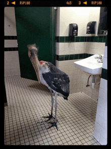 a large bird standing in a bathroom with rup100 on the bottom left