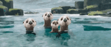 Otter Look Of Disapproval The Wild Robot GIF - Otter Look Of Disapproval The Wild Robot Otters GIFs