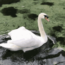 Slide Swan GIF