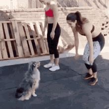 dog aww cute exercise workout