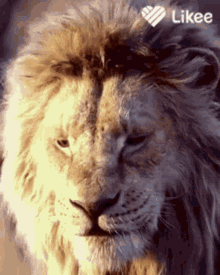 Aslan Lion GIF - Aslan Lion Roar GIFs