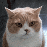 a brown and white cat looking at the camera with a serious look on its face
