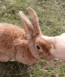 a close up of a person petting a rabbit in the grass .