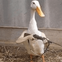 a duck is holding a gun in its beak while standing in the dirt .