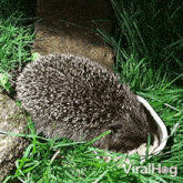 Eating Hedgehog GIF - Eating Hedgehog Viralhog GIFs