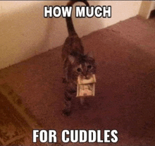 a cat is holding a dollar bill in its mouth with the caption how much for cuddles ..