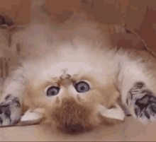 Kitten Cute Cat GIF - Kitten Cute Cat Cute GIFs