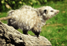 Sparkling Possum GIF - Sparkling Possum Picture GIFs