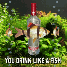 You Drink Like A Fish Drunk GIF - You Drink Like A Fish Drunk Boozer GIFs