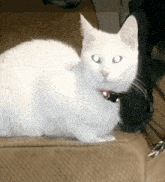 a white cat with a red collar is sitting on a brown couch