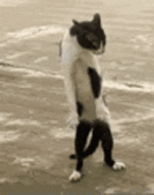 Standing Cat GIF - Standing Cat Cat Standing GIFs