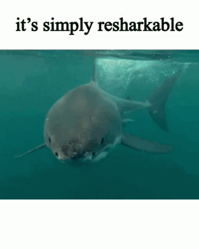 Its Simply Resharkable Your Octopinion Is Invalid GIF - Its Simply Resharkable Your Octopinion Is Invalid Its As Shrimple As That GIFs