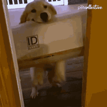 Let Me In The Pet Collective GIF - Let Me In The Pet Collective I Have A Box GIFs