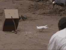 The Wire Pigeons GIF - The Wire Pigeons Pppp GIFs