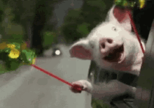 Pig Joy GIF - Pig Joy Happy GIFs