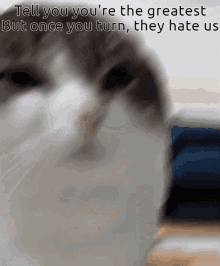 Enemy Cat GIF - Enemy Cat GIFs