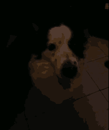 a black and white dog is standing on a tiled floor