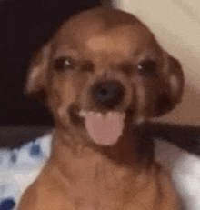 a small brown dog is sticking its tongue out .