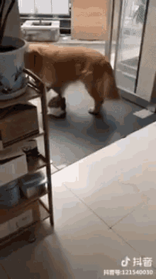 Cat Dog GIF - Cat Dog Cachorro GIFs