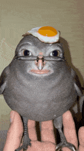 a bird wearing glasses and a fried egg on top of its head